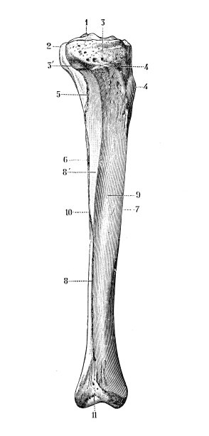 人体解剖学古董插图:胫骨图片下载