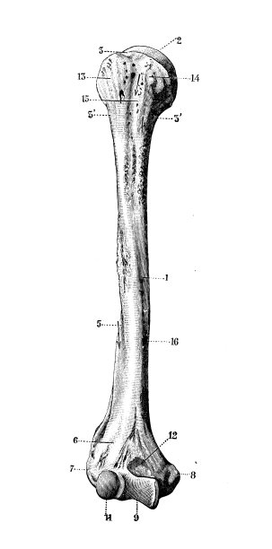 人体解剖学的古董插图:肱骨图片下载