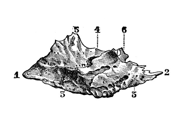 人体解剖骨头、头骨的仿古插图:下鼻甲、下鼻甲骨、下鼻甲或鼻甲图片下载