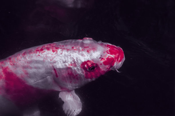 美丽的红鲤鱼在黑暗的池塘中。昆虫的特写照片。美丽的夏季照片，温暖的夏日，阳光明媚。室内海报。家居装饰图片。室内摄影。图片下载