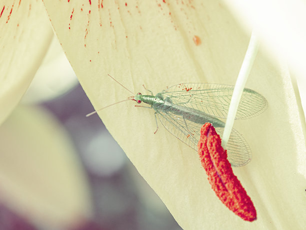 一只小绿蝇停在黄色百合花瓣上。昆虫的特写照片。美丽的夏季照片，温暖的夏日，阳光明媚。室内海报。家居装饰图片。室内摄影。图片下载