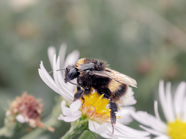 毛茸茸的蜜蜂栖息在花朵上。昆虫的特写照片。美丽的夏季照片，温暖的夏日阳光。祝贺用图。室内海报。家居照片。室内摄影。图片下载