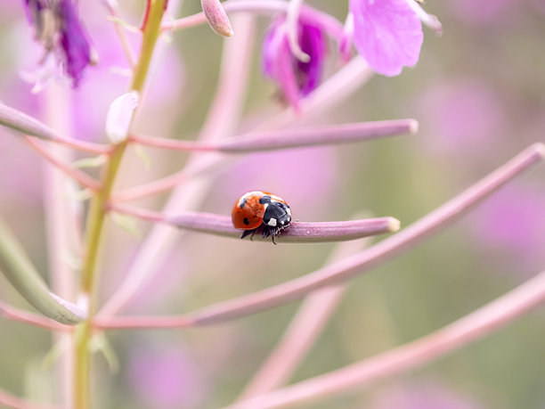 一只小瓢虫停在粉色花朵上。昆虫的特写照片。美丽的夏季照片，温暖的夏日阳光。室内海报。家居装饰图片。室内摄影。图片下载