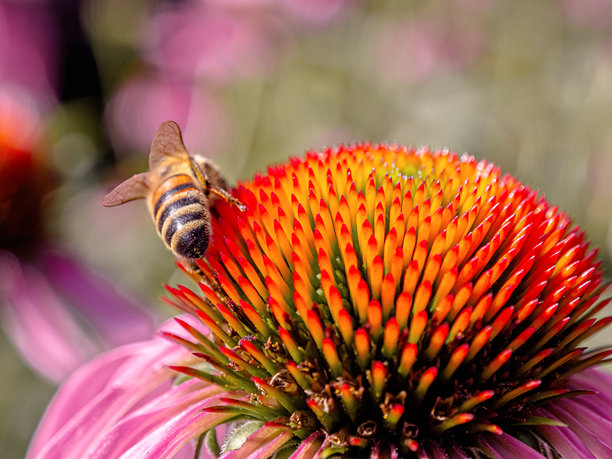 可爱的蜜蜂在花朵上采集花蜜。昆虫的特写照片。美丽的夏季照片，温暖的夏日，阳光明媚。室内海报。家居装饰图片。室内摄影。图片下载