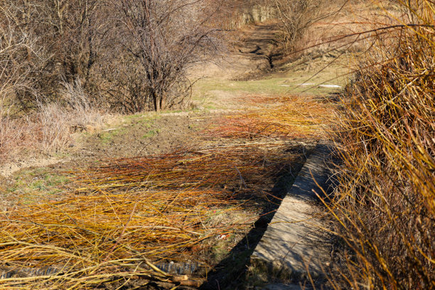 这张照片展示了一个乡村风景，一条道路穿过被光秃树木环绕的山丘。在前景中，一堆黄色和红色的树枝沿着混凝土沟渠放置。图片下载