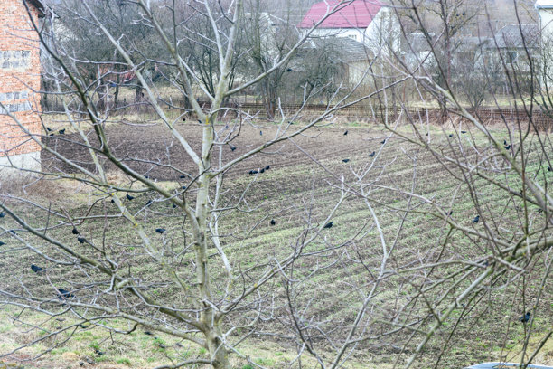 这张照片展示了一个乡村风景，前景中光秃的树枝上栖息着黑色的鸟。图片下载