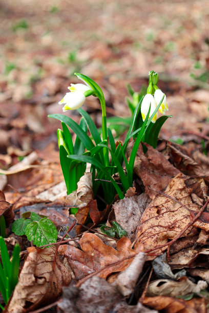 这张照片展示了第一批春花在落叶中冒出的特写。花朵有白色的花瓣，带有黄色斑点和绿色的茎，标志着春天的开始。图片下载
