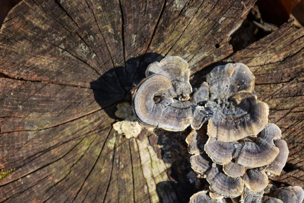 这张照片展示了生长在老树桩上的蘑菇特写。蘑菇具有分层的质感，呈灰褐色并带有深色条纹。图片下载