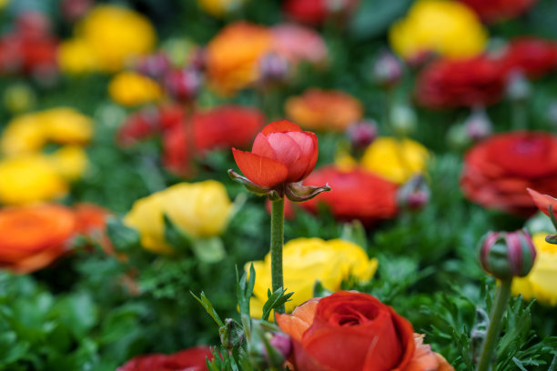 色彩斑斓的玫瑰花束特写照片图片下载