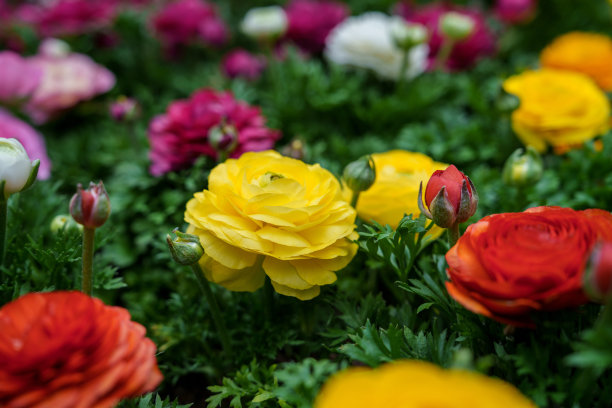 色彩斑斓的玫瑰花束特写照片图片下载