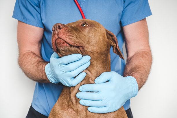 可爱的狗和兽医。特写，摄影棚照片图片下载