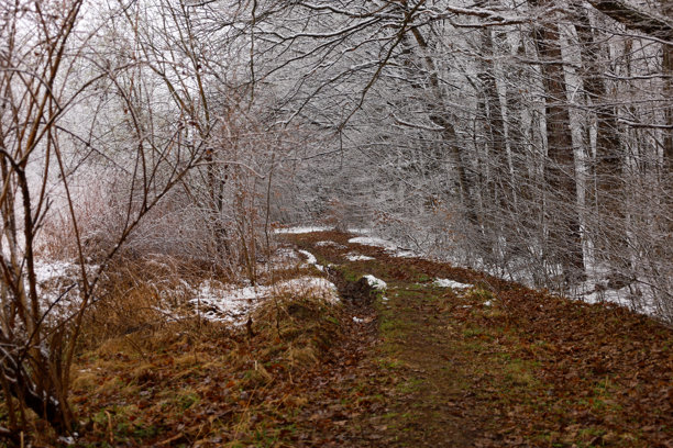 这张照片展示了一个冬季森林景观，狭窄的小路穿过森林。树木覆盖着霜冻，营造出寒冷和冬季清新的感觉。图片下载