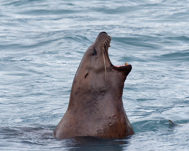 特写照片显示一只斯特拉海狮（Eumetopias jubatus），也称为北海狮，在美国阿拉斯加州瓦尔迪兹的所罗门峡谷孵化场水中游泳。图片下载