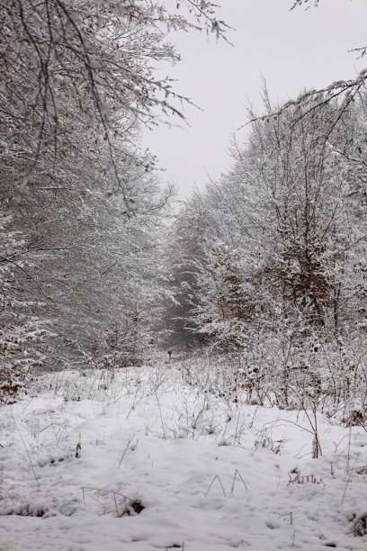这张照片描绘了一个冬季森林，密集的树木覆盖着雪。树木形成了一条通向森林深处的隧道。地面、树枝和树干上都覆盖着雪，营造出单色的景观。图片下载