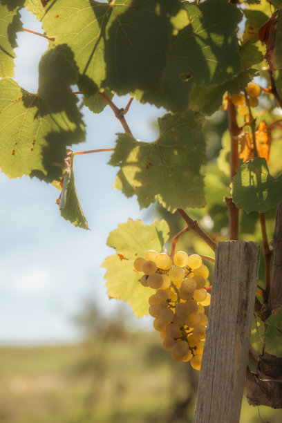 这张图片展示了一串成熟的黄色葡萄，紧紧挂在葡萄藤上。图片下载