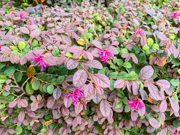 美丽的紫色花朵在晨光中，适合用作背景或壁纸的图片。图片下载