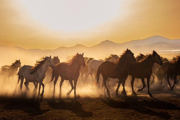 野生马在田野中奔跑，哈吉拉尔，开塞利，土耳其，库存照片图片下载