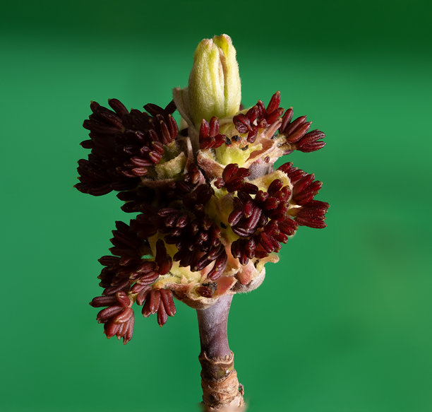这张图片展示了一朵植物花序的特写，带有红褐色的花朵和一个浅绿色的花蕾。图片下载