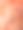 工作室内的大粉色牡蛎蘑菇特写照片图片下载