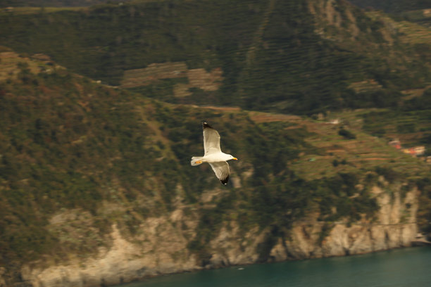 一只海鸥在水面上空翱翔，这张风景照片捕捉了它飞行中的瞬间，翅膀展开，背景中可见山脉的景观。图片下载