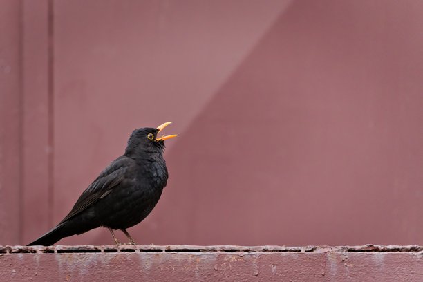 欧亚黑鸫，也称为普通黑鸫或黑鸫（Turdus merula）特写肖像。张嘴歌唱。搞笑动物照片。图片下载