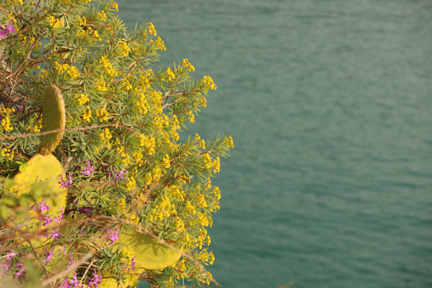 特写照片捕捉到一簇生机勃勃的黄色花朵和紫色花朵，背景是宁静的蓝色水面。留有文字空间。悬崖花。图片下载