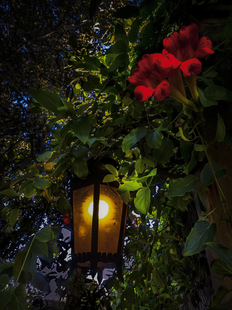 红玫瑰盛开，周围环绕着郁郁葱葱的绿植，复古灯光微弱照亮的肖像风格艺术照片图片下载