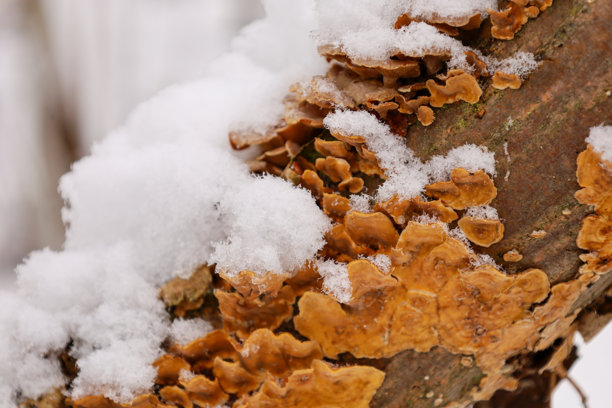 这张照片展示了生长在树枝上的蘑菇特写。蘑菇呈橙棕色，成群排列，部分被雪覆盖。图片下载