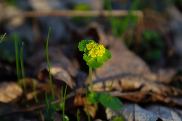 这张照片展示了一朵小春花的特写，鲜艳的黄色花序和绿色叶子生长在落叶之间。花朵有圆形的锯齿状叶子，成小簇生长。图片下载