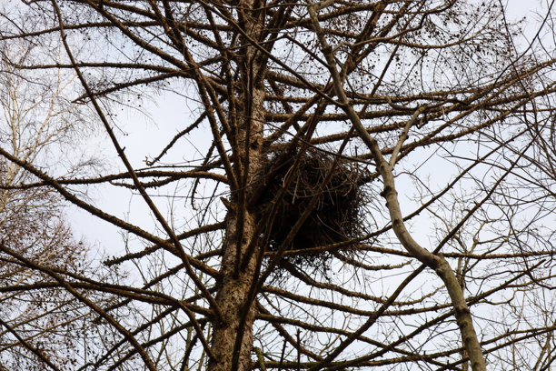 这张照片展示了一个位于光秃树枝上的鸟巢特写。鸟巢颜色较暗，看起来是由树枝和其他材料紧密编织而成的。图片下载