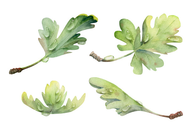 花朵的绿色叶子，灌木树植物的叶片上沾满水珠，水彩手绘。醋栗、橡树、黑加仑、梧桐、白杨。孤立的植物插图。婚礼花艺、拼贴艺术、化妆品。图片下载
