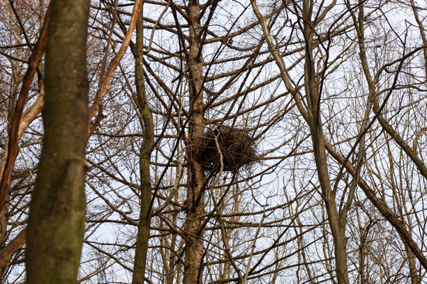 这张照片展示了一个位于冬季森林中光秃树枝上的鸟巢。鸟巢看起来黑暗且紧密编织，位于画面的中心。图片下载