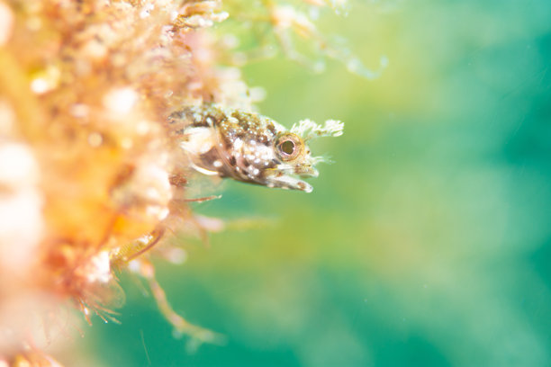 水下可爱的可开发鱼（苔藓鳗）的照片图片下载