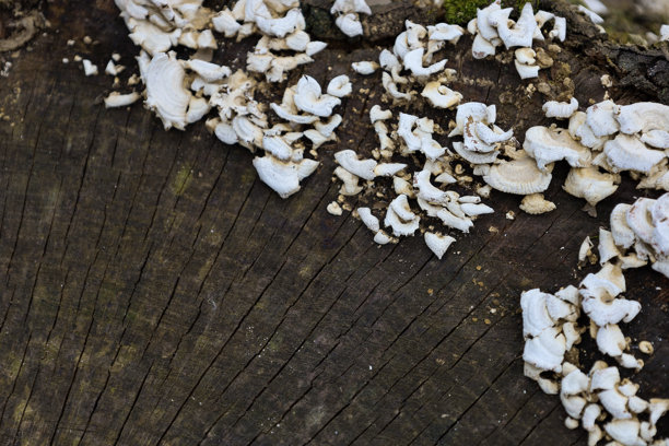 这张照片展示了一棵被砍伐的树的特写，上面长着白色的蘑菇。树的切面有明显的纹理，年轮和裂缝清晰可见。图片下载