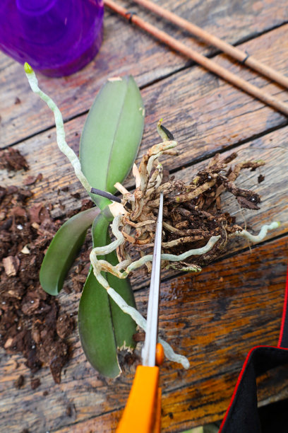 这张照片特写了一株准备换盆的兰花。植物的根部清晰可见，放在一张木桌上，周围有树皮和土壤的碎片。图片下载