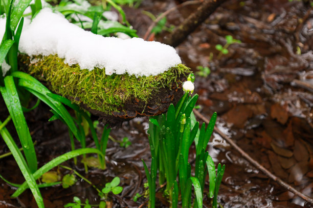 这张照片捕捉了冬季森林景观的特写，春天的第一朵花正在雪和泥土中破土而出。图片下载