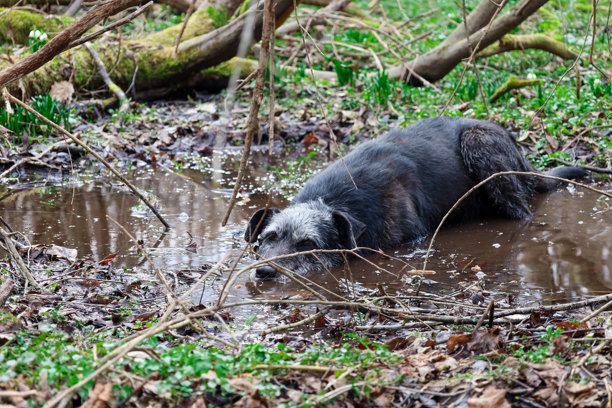 这张照片捕捉到一只狗躺在森林中间的水坑里。狗的毛色较暗，嘴部有灰色斑点。它部分浸泡在水中。图片下载