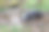 这张照片捕捉到一只狗躺在森林中间的水坑里。狗的毛色较暗，嘴部有灰色斑点。它部分浸泡在水中。图片下载