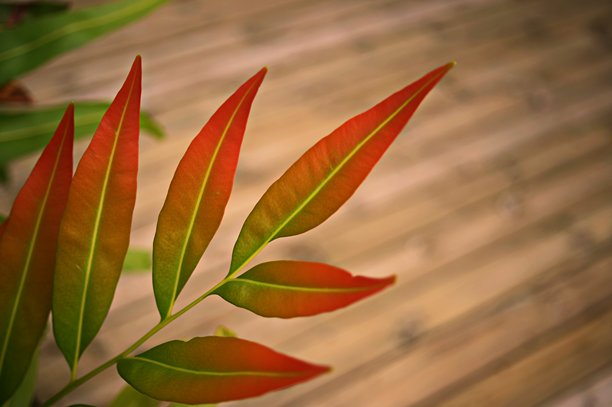 五彩斑斓的树叶图片图片下载