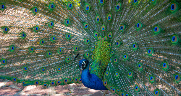 照片展示了一只孔雀，尾巴完全展开。图片下载
