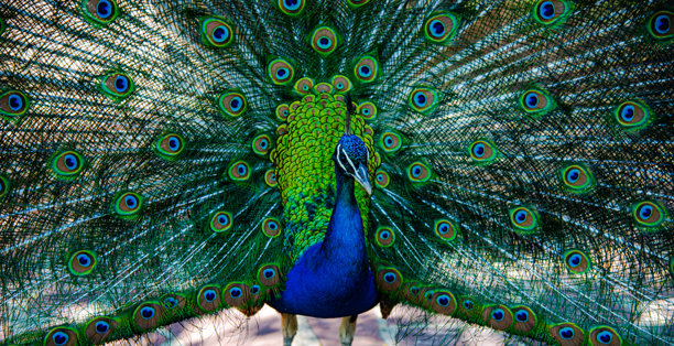 这张照片展示了一只尾巴完全展开的孔雀。图片下载