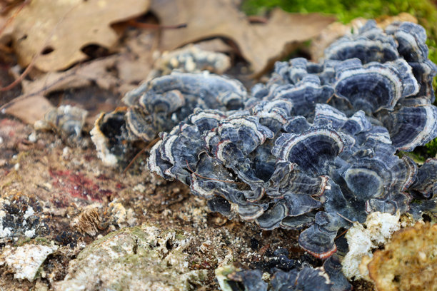 这张照片特写了生长在落叶和苔藓中的蘑菇。蘑菇具有分层结构，深浅相间的条纹形成了独特的图案。图片下载
