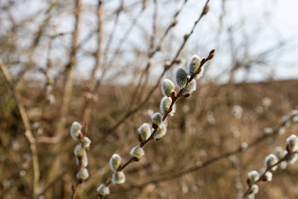 这张照片特写了带有绒毛芽的柳树枝条。芽呈浅灰色，带有绿色调，显示出春天的开始。图片下载