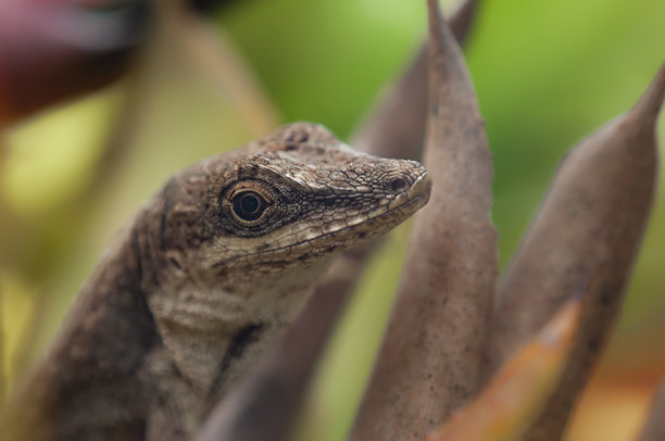 特写照片中的蜥蜴，展示了它的眼睛和鳞片的纹理。这只蜥蜴栖息在哥伦比亚热带森林的植被中。图片下载