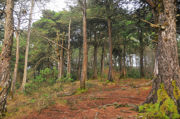 复古风格的雾霭松林景观。绿色和蓝色的树木在雾气弥漫的氛围中高耸。晨光为场景投射出温暖的光辉。图片下载