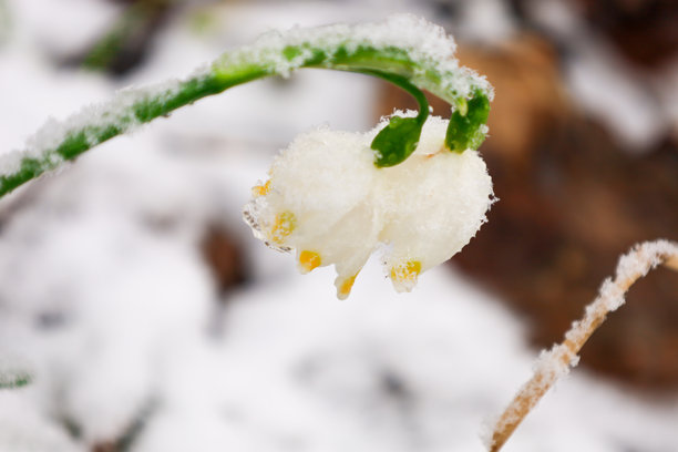 这张照片特写了一朵娇嫩的白色花朵从雪中探出的景象。花朵呈钟形，花瓣尖端带有黄色细节。图片下载
