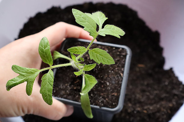 这是一张年轻番茄幼苗被人握住的照片，准备移植到更大的容器或开放土壤中。图片下载