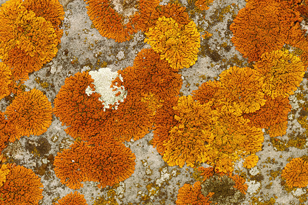 自然植物背景，覆盖着苔藓和地衣的石头，黄色、橙色、白色植物斑点，宏观趋势俯视照片。自然特写苔藓表面纹理。环境纹理。图片下载
