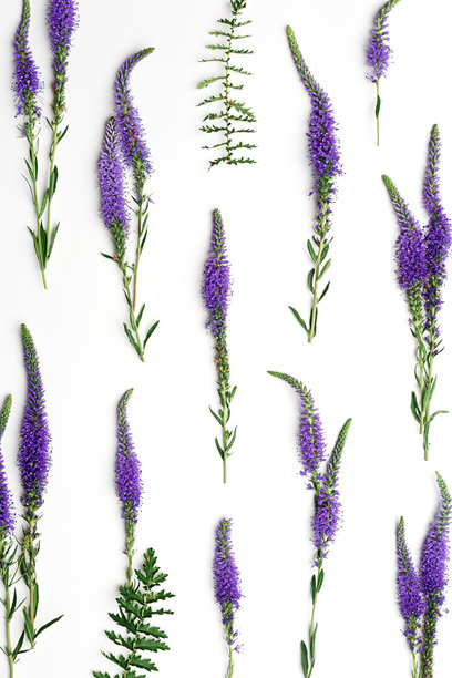 生动的紫色堇菜花朵与绿色叶子在白色背景上的简约俯视图，图形美学花卉布局照片。美丽的自然静物，植物纹理。图片下载