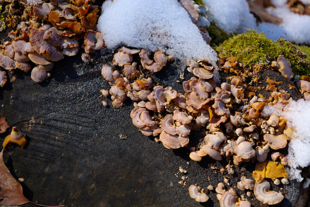 这张照片特写了一簇生长在老木桩上的小蘑菇。蘑菇呈奶油粉色，成群排列，部分被新雪覆盖。图片下载